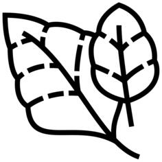 菠菜