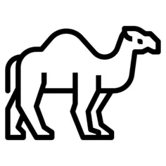 Camel