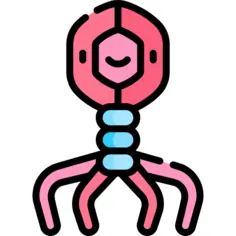 Bacteria
