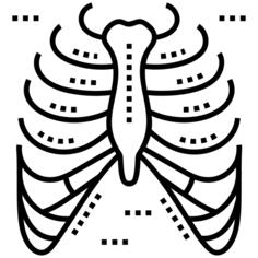Rib cage
