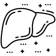 Liver organ