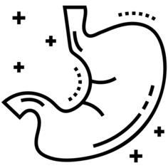 Stomach