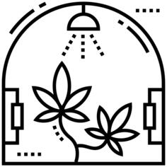 Cannabis