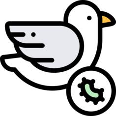 鸟