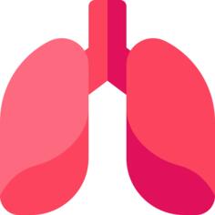 Lungs