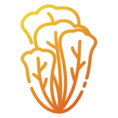 生菜
