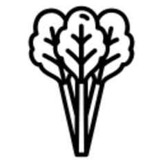 Rhubarb