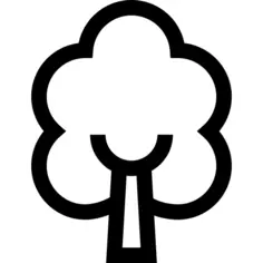 Birch tree