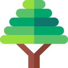 Bonsai
