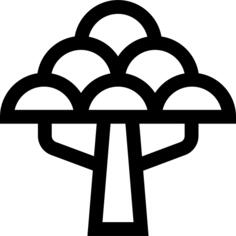Baobab