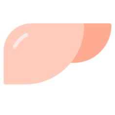 Liver