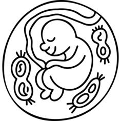 胚胎