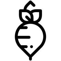 Radish