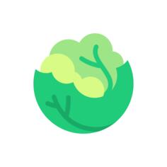 Cabbage