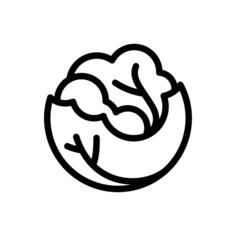 Cabbage