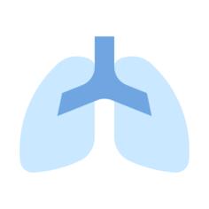 Human lungs
