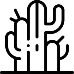 仙人掌