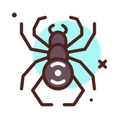 Spider