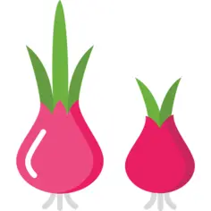 Onion