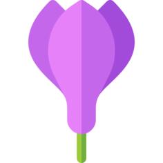 Crocus