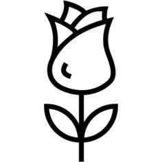 玫瑰