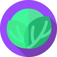 Cabbage