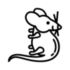 Rat