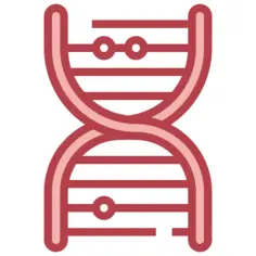 DNA结构