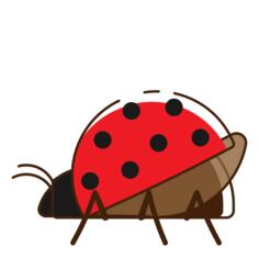 Ladybug