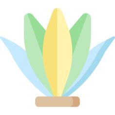 海藻