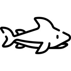 鲨鱼