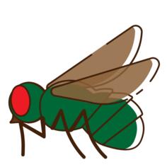苍蝇