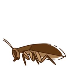 Cockroach
