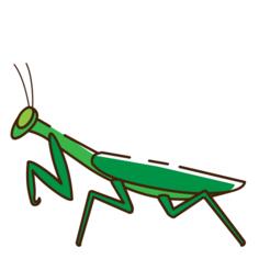 Mantis