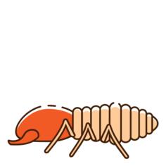 Termite