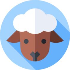 Sheep