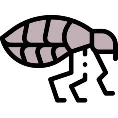 Flea