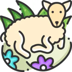 Sheep