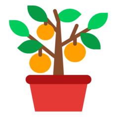 Orange tree