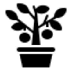 Orange tree