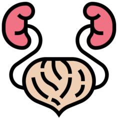 Kidney