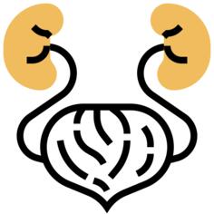 Kidney