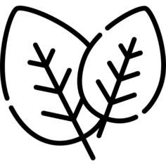 Spinach