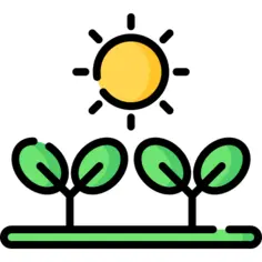 Sunny