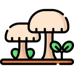 蘑菇