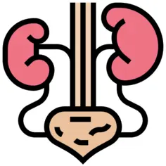 Kidney