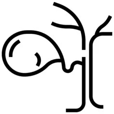 胆囊