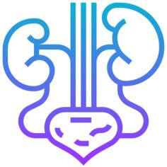 Kidney