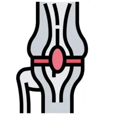 Knee joint