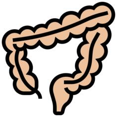Large intestine